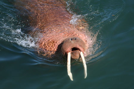 Photo of a Pacific Walrus