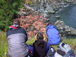 Walrus viewing at Round Island