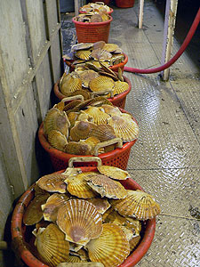 Photo of a Weathervane Scallop