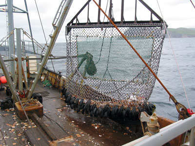 Photo of a Weathervane Scallop