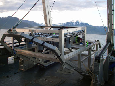 Photo of a Weathervane Scallop