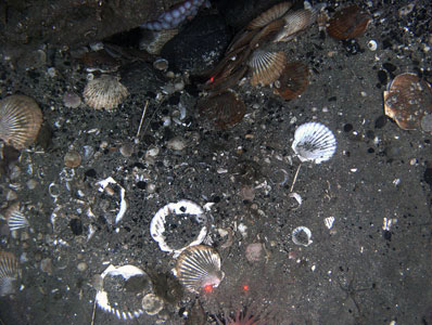 Photo of a Weathervane Scallop