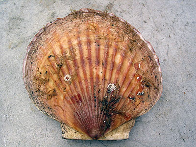 scallop shells many varieties and sizes