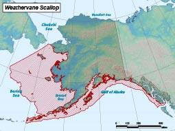 Weathervane Scallop range map