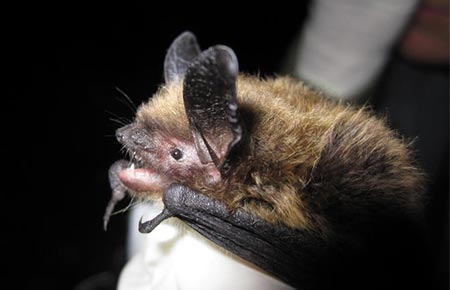 Photo of a Western Long-eared Bat