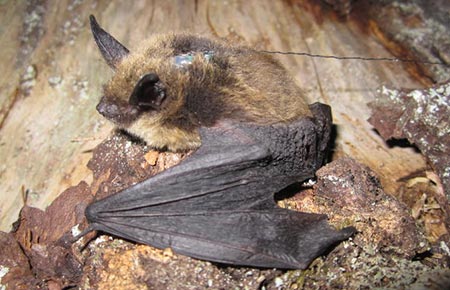 Photo of a Western Long-eared Bat