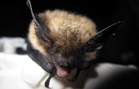 Photo of a Western Long-eared Bat