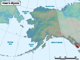 Western Long-eared Bat range map