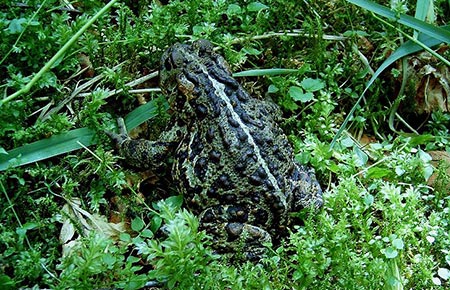 Photo of a western toad