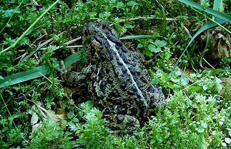 Photo of a Western Toad