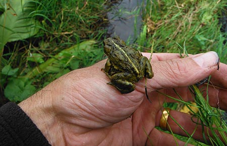 Photo of a western toad
