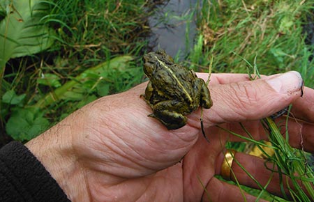 Photo of a Western Toad