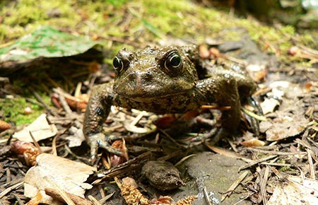 Photo of a Western Toad