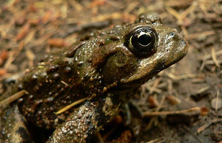 Photo of a Western Toad