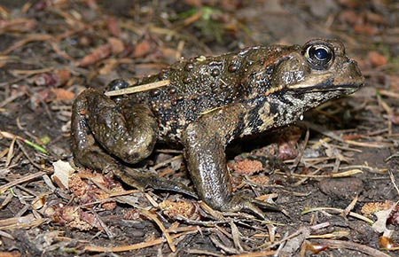 Photo of a Western Toad