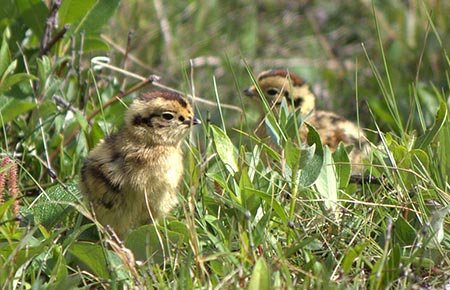 Picture of a Willow Ptarmigan