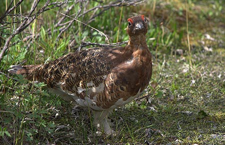 Picture of a Willow Ptarmigan