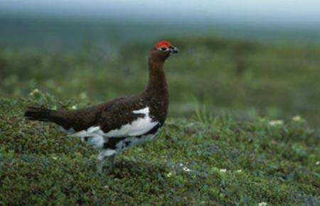 Photo of a Willow Ptarmigan