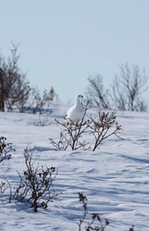 Photo of a Willow Ptarmigan