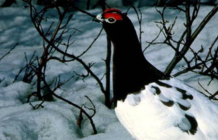 Photo of a Willow Ptarmigan