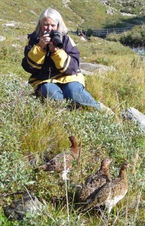 Photo of a Willow Ptarmigan