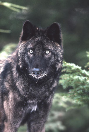 Photo of a Wolf
