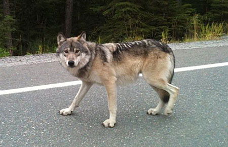 Photo of a Wolf