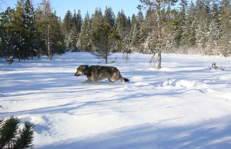 Photo of a Wolf