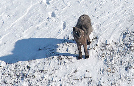 Photo of a Wolf