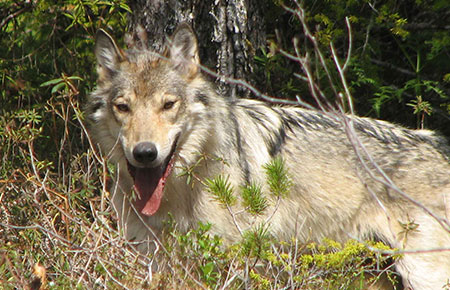 Photo of a Wolf