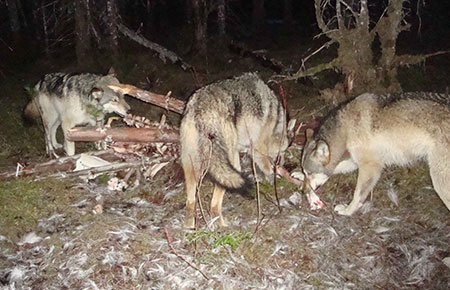 Photo of a Wolf
