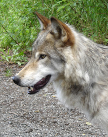 Photo of a Wolf