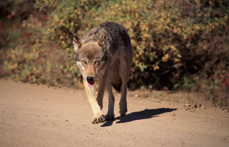 Photo of a Wolf