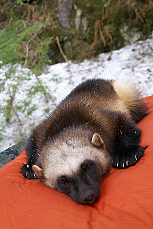 Photo of a Wolverine