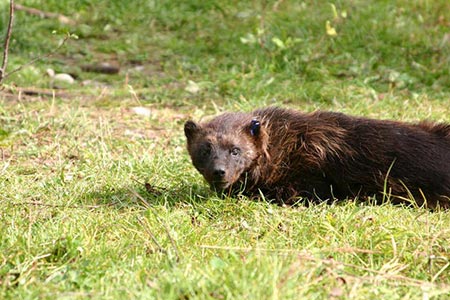 Photo of a Wolverine