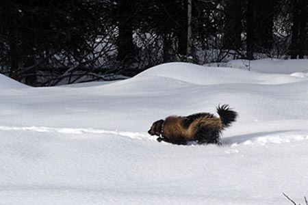 Photo of a Wolverine