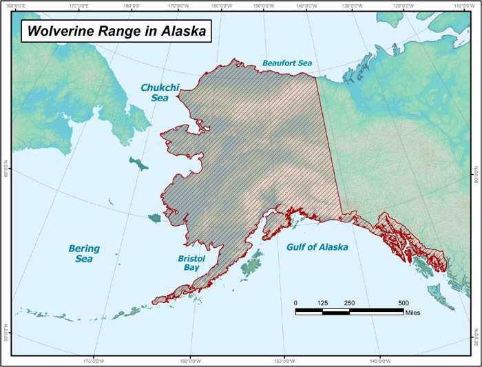 Range map of Wolverine in Alaska