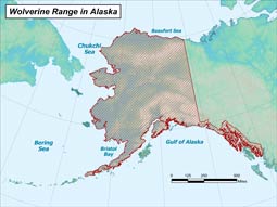 Wolverine range map