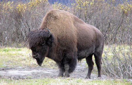 Photo of a Wood Bison