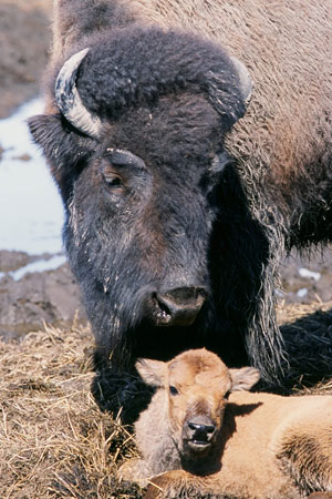 Photo of a Wood Bison