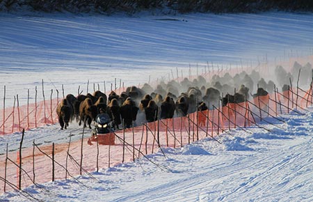 Photo of a Wood Bison