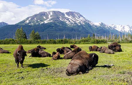 Photo of a Wood Bison