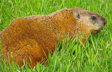 Photo of a Woodchuck