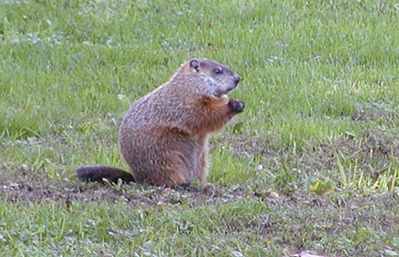 Photo of a Woodchuck (©Marj Rines, Mass Audubon)