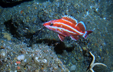 Photo of a Yelloweye Rockfish