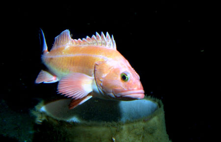 Photo of a Yelloweye Rockfish