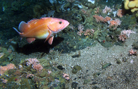 Photo of a Yelloweye Rockfish
