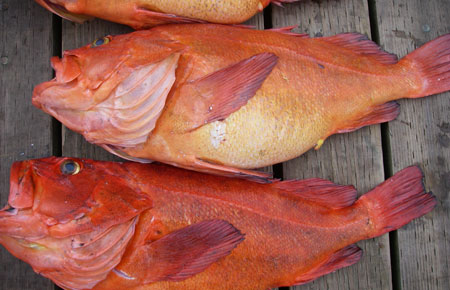 Photo of a Yelloweye Rockfish