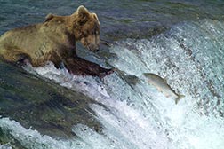 Brown bear catching a fish
