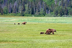 Bears and cubs